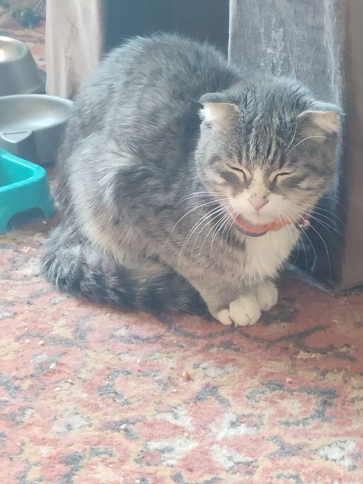 Mushuklar sotiladi oladiganlar uchun xamyonbob narxda