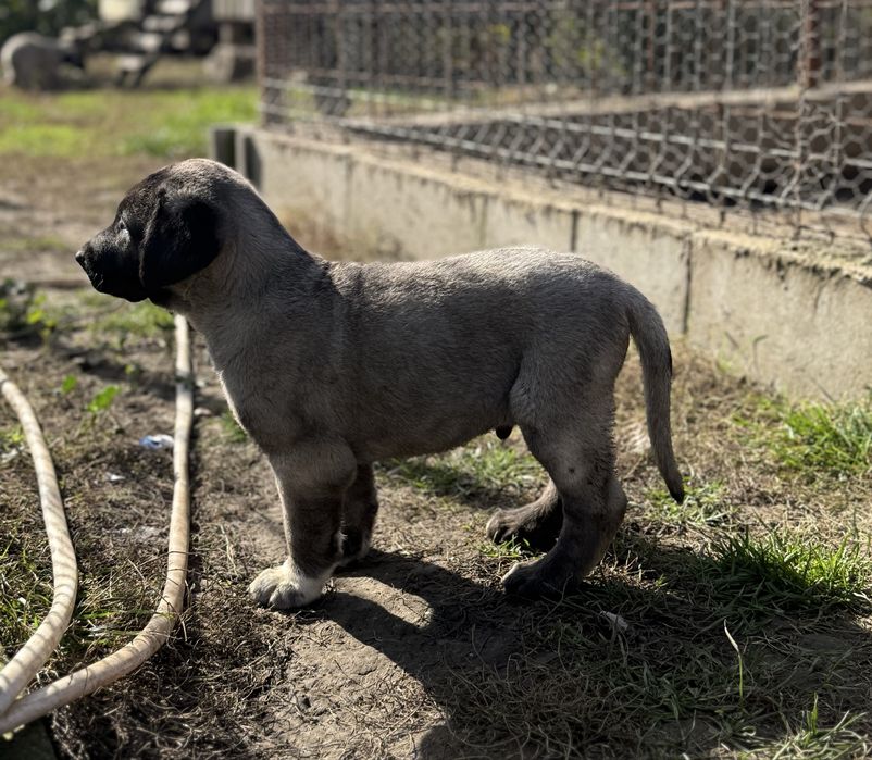 Catei Kangal-7 saptamani, vaccinati si deparazitati