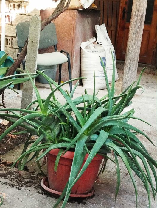 Алое Вера  - бижу от природата