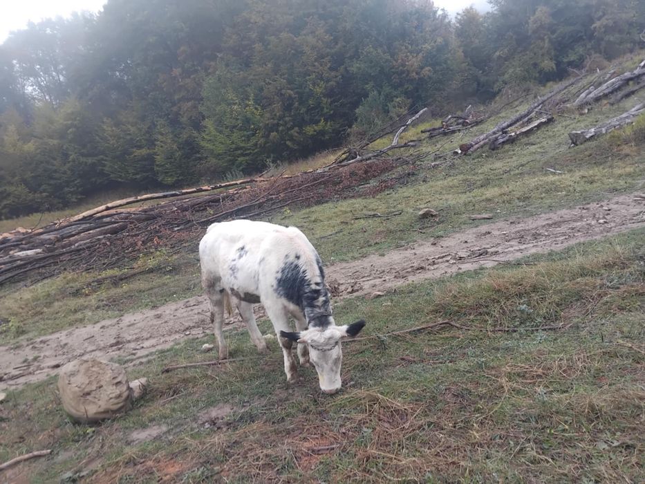 Vitea de vanzare