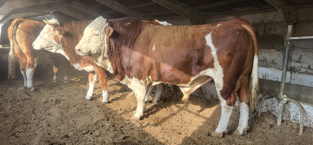 Simental xukizlar sotiladi