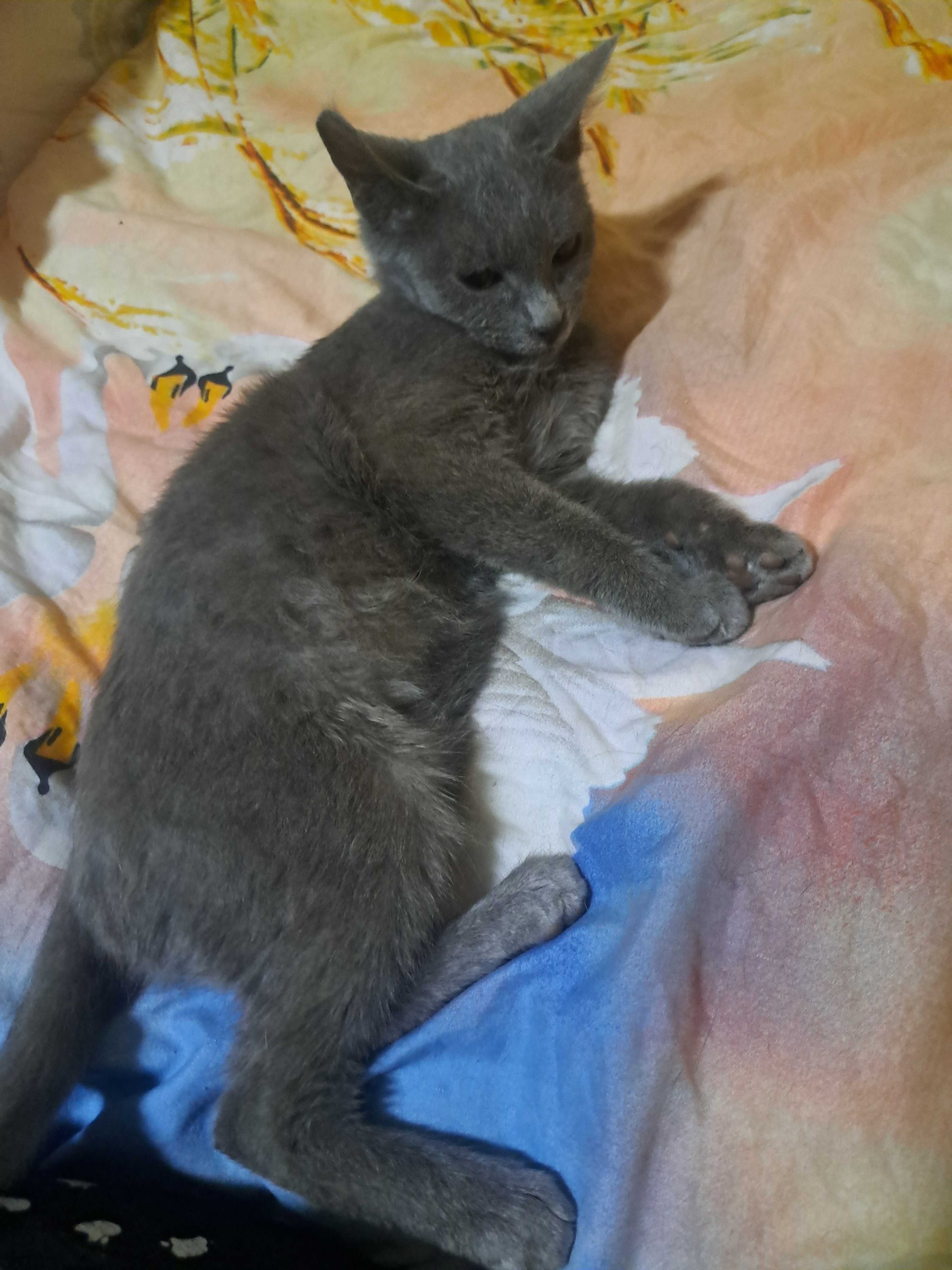 Бесплатно котенок 3месяца