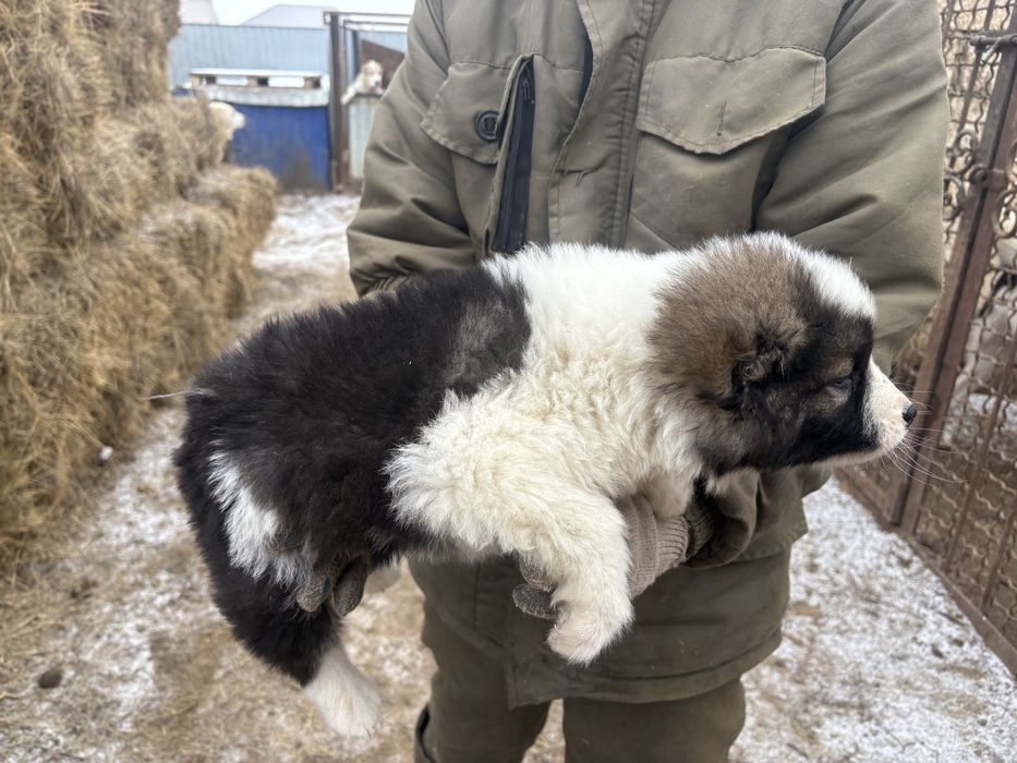 Продам щенка алабая