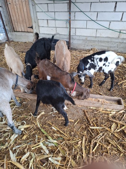 Vând capre bune de lapte