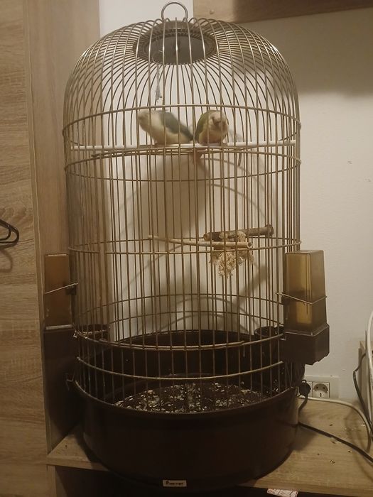 Cusca papagali model deosebit adusă din Franța