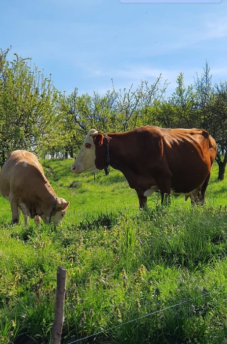 Bio Telemea, branza vaci(scoaca) si smantana 20-30 ron kg Oradea Borod