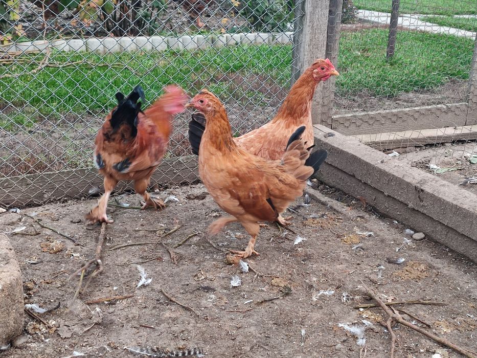 Puicuțe liliput (americane)