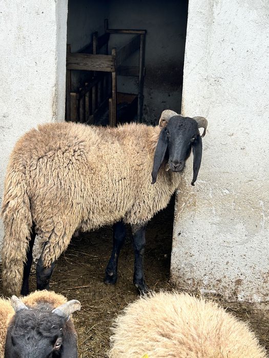 Vand 3 mile si un berbec