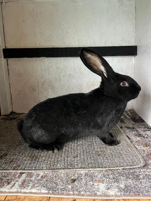 Disponibil 3 femele de fluture german