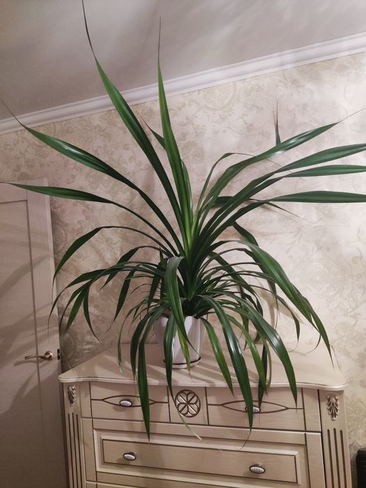 Цветок неприхотливый (пальма)