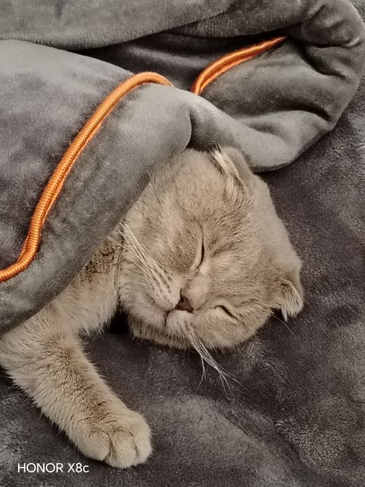 Scottish Fold. O'g'il bola