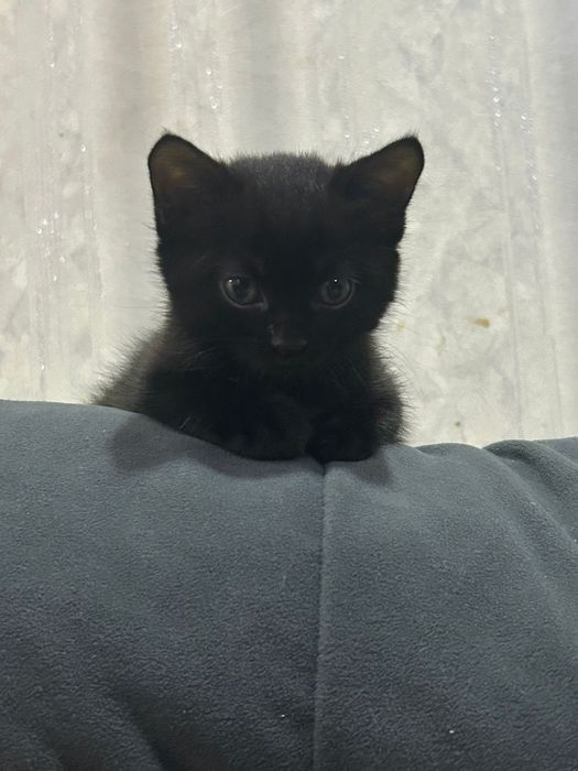 Отдам просто так котят.