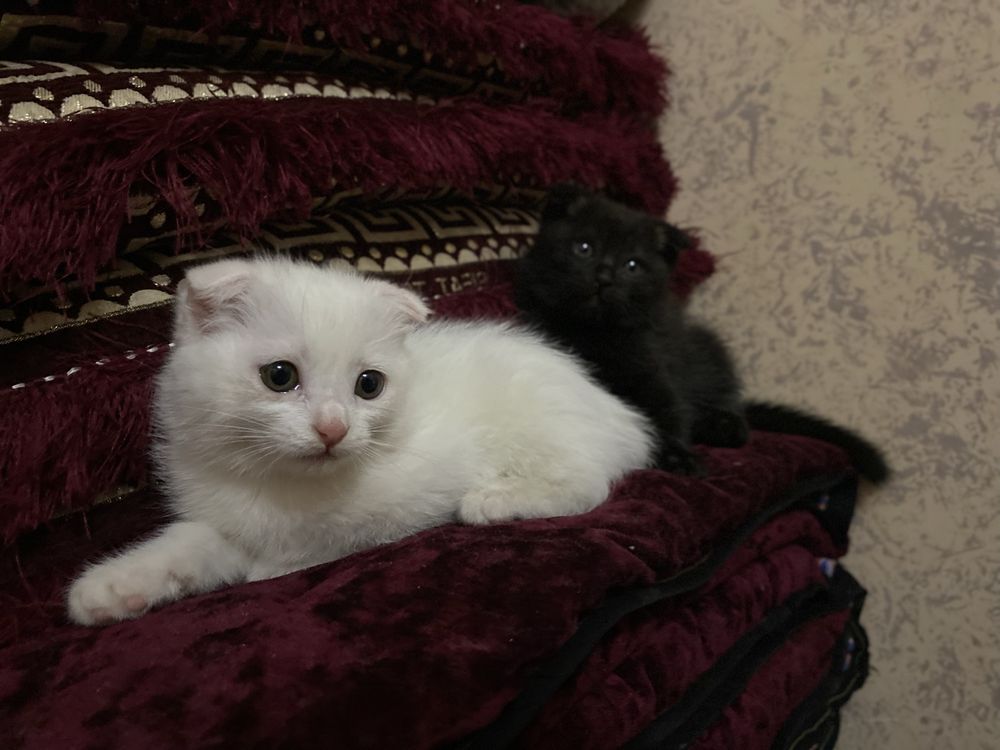 Parodali mushuklar juda aqlli uzi latogiga boradi