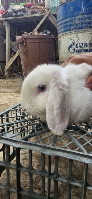 Karlik quyon sotiladi