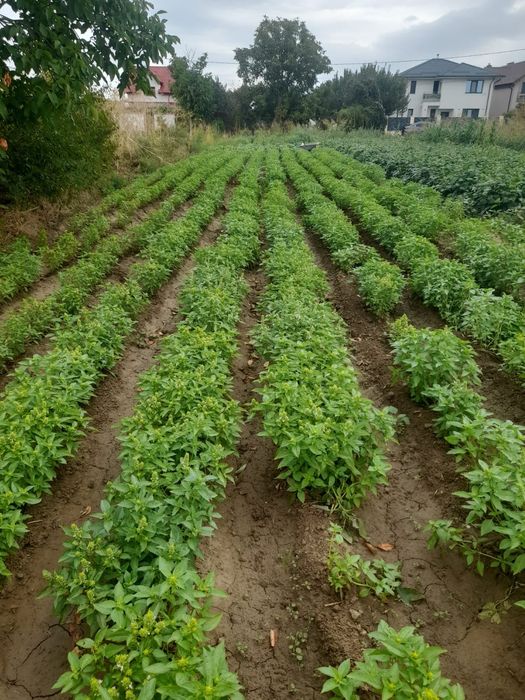 Vand busuioc verde si uscat