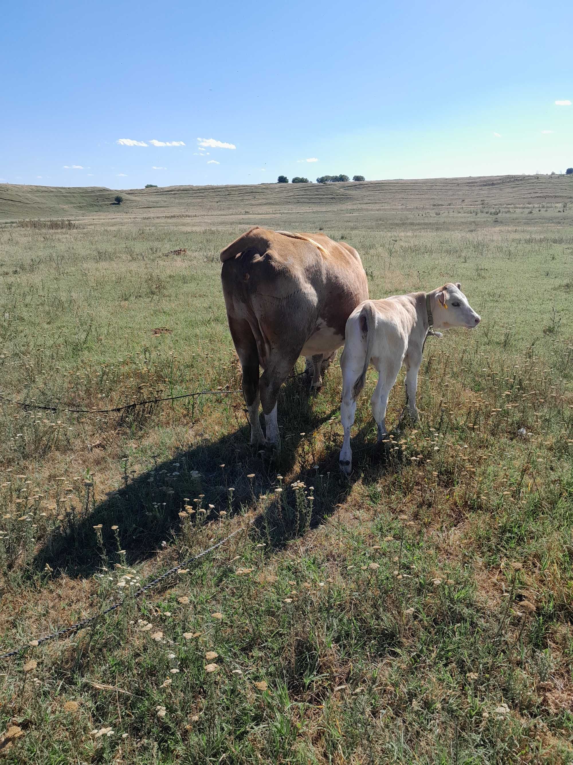 Vaca baltata romaneasca cu vitea.