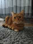 Отдам срочно кота в заботливые руки