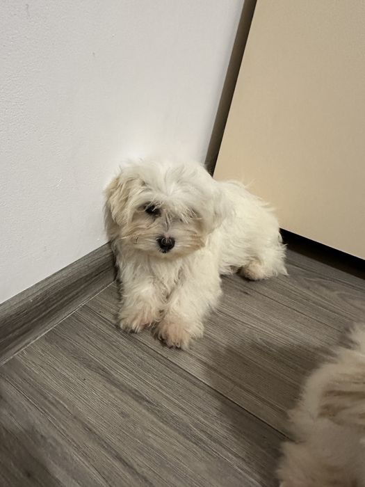 Pui Bichon Maltez talie mica