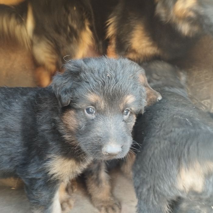 Щенки немецкой овчарки