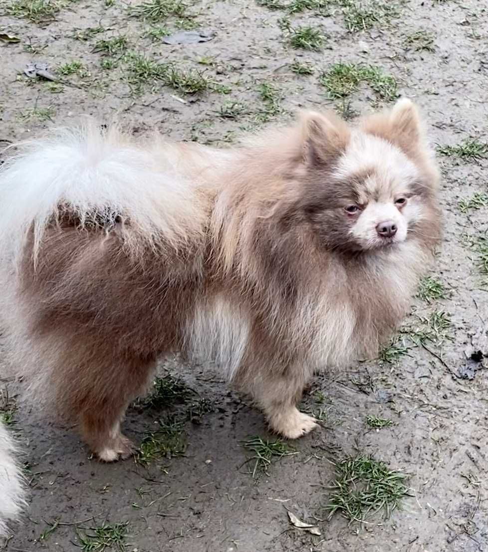 pomeranian, kleinspitz deosebit, cu pedigree