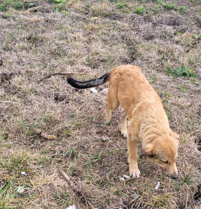 Catelusa pentru adoptie