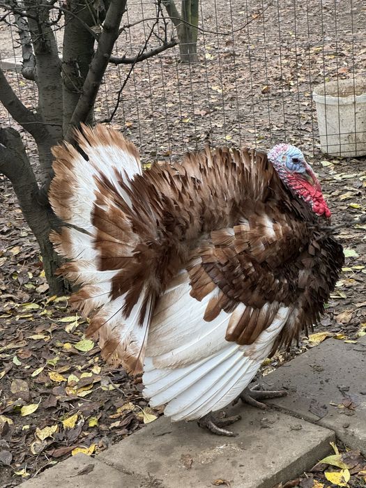 Curci si Curcani Red Bourbon 2025