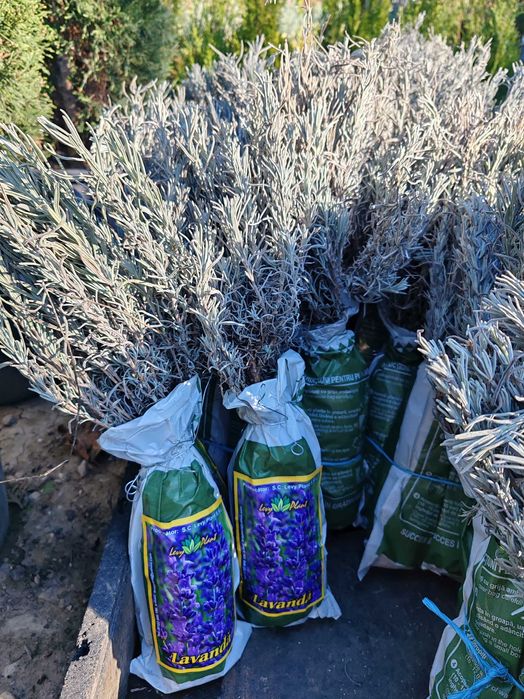 Tufa de lavanda cu rădăcină ambalata