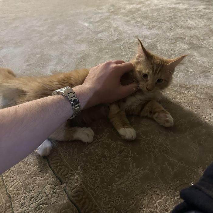 Продаются котята