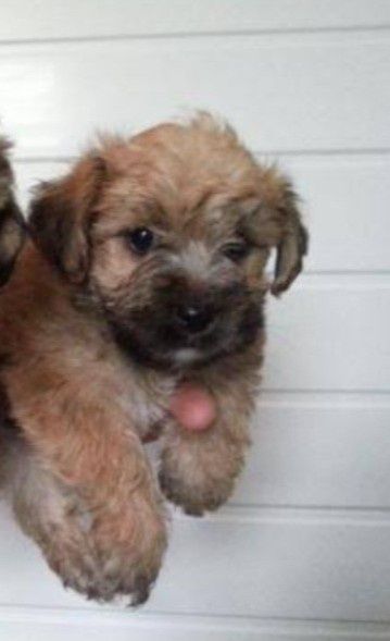 Bichon Havanez cu pedigree