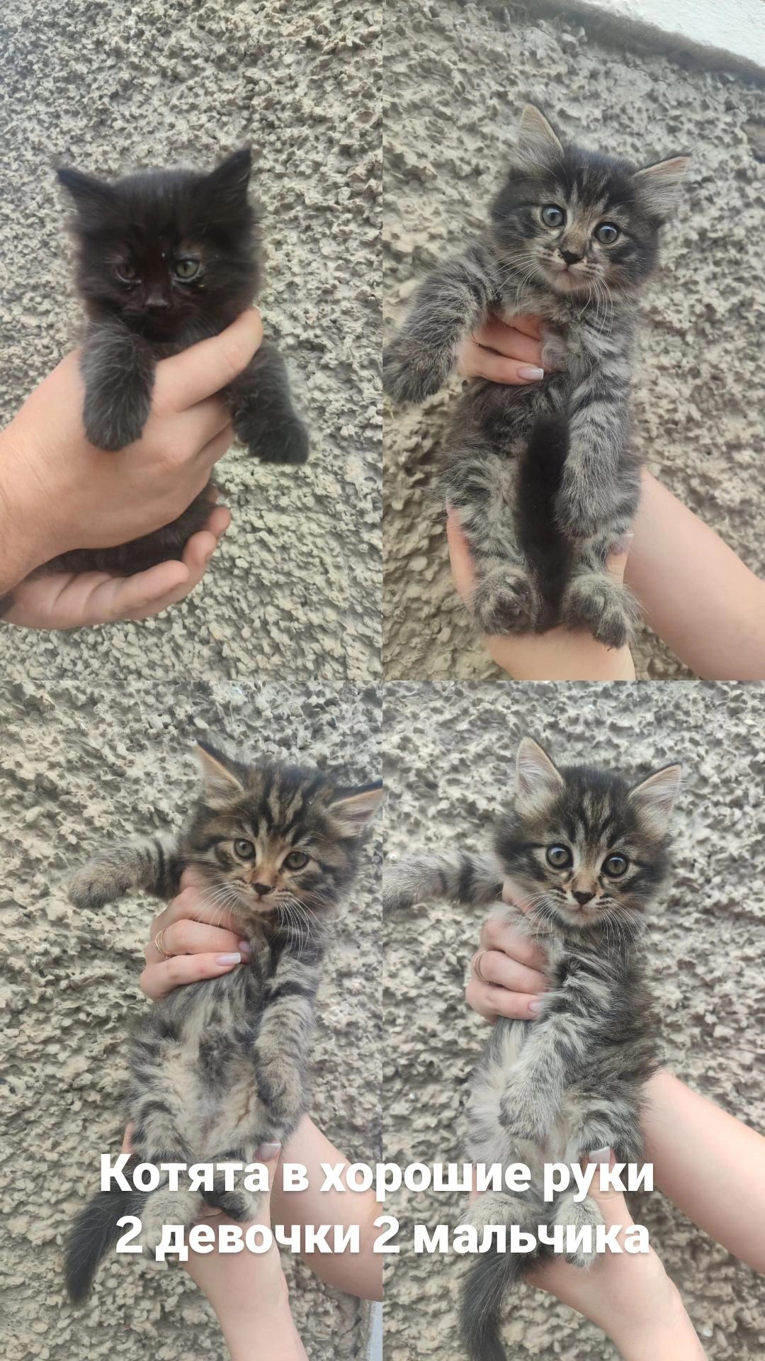 Котята в хорошие руки