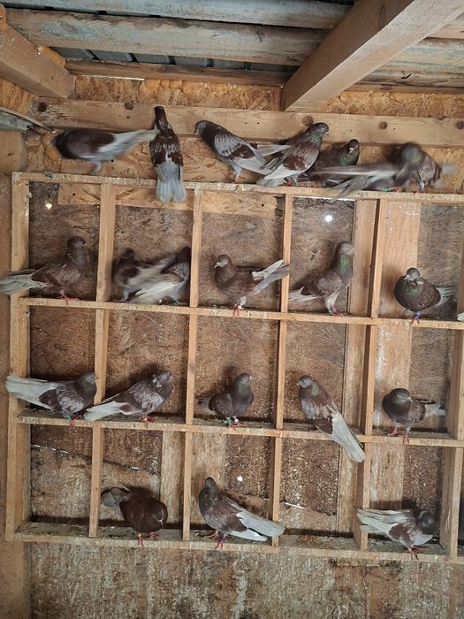 Porumbei ciungi de Ploiești