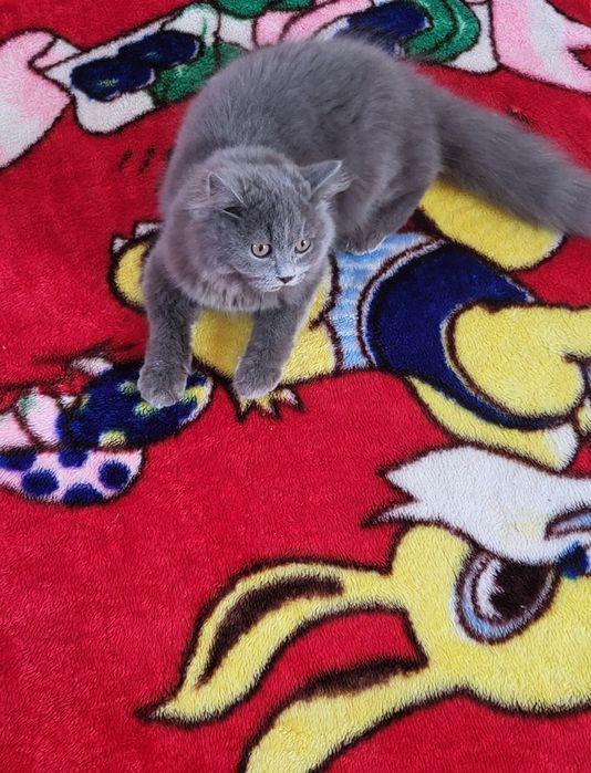 British longhair