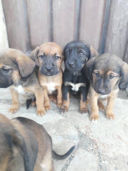 Подарявам ловджийски кученца