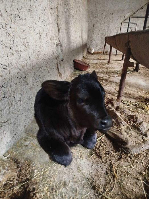 Angus parodali sigir