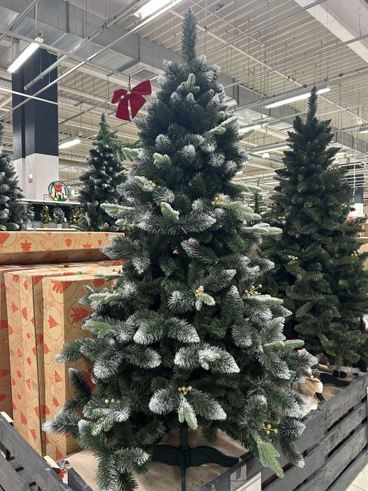 Brad de vanzare,nou sigulat