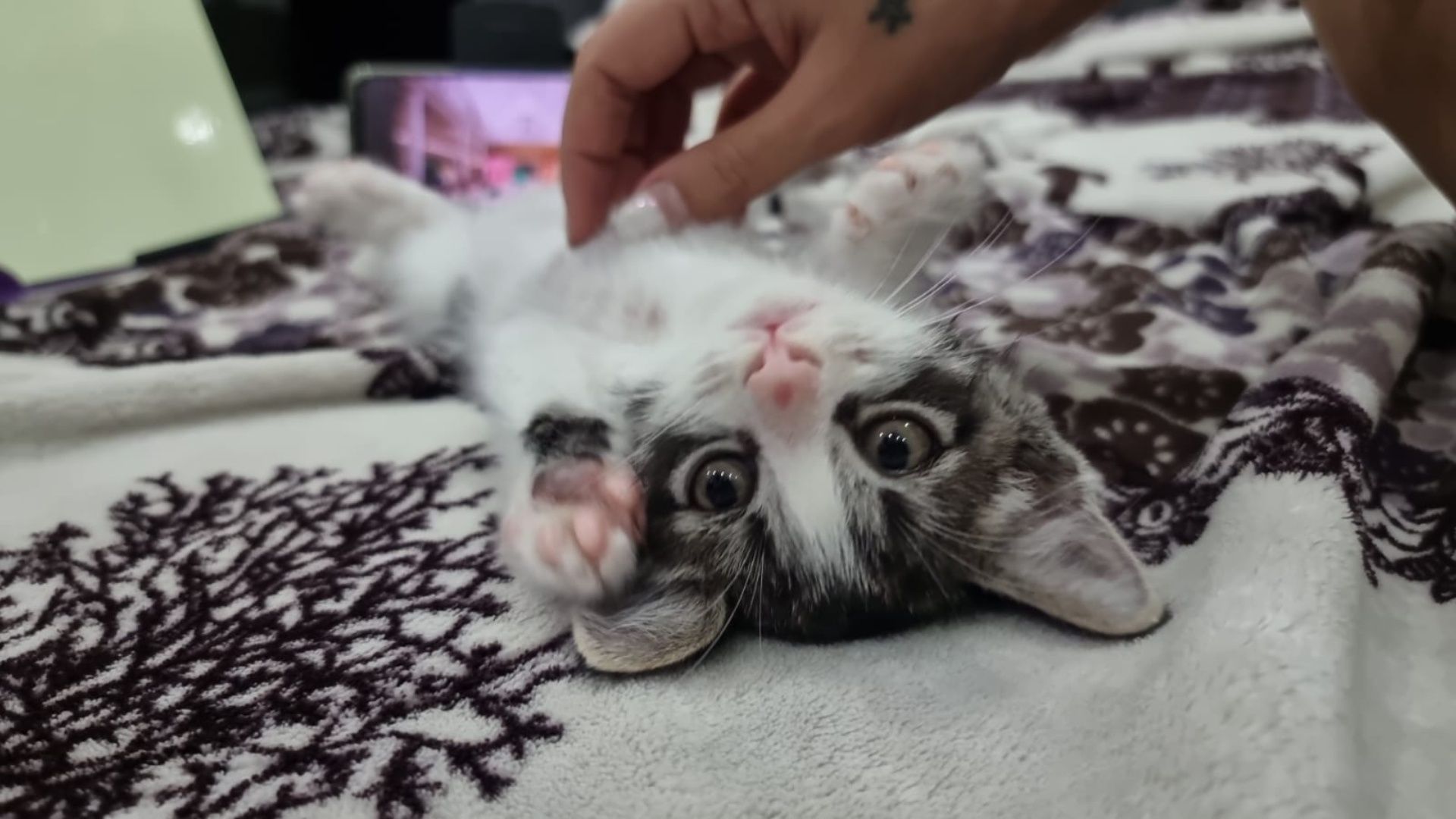 отдам котёнка в хорошие руки