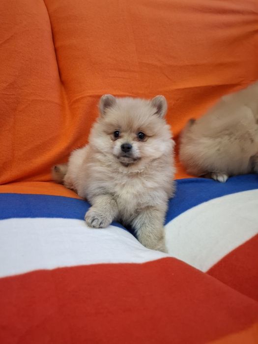 Померан пометанчета Гр. София