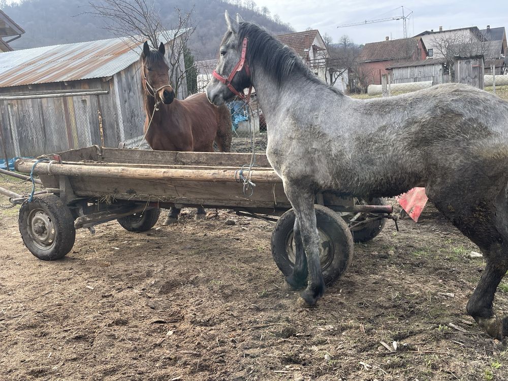 Vand manz rosu si manza sura