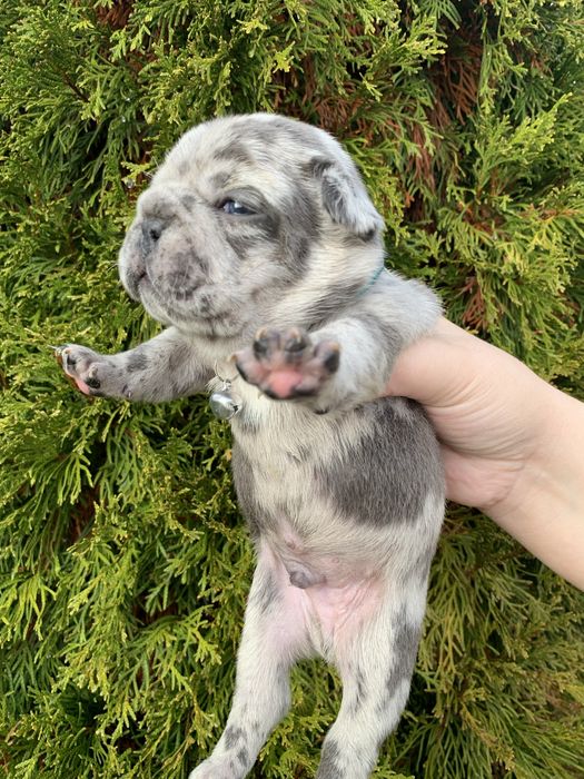Френски Булдог French Bulldog Blue и Blue Merlle