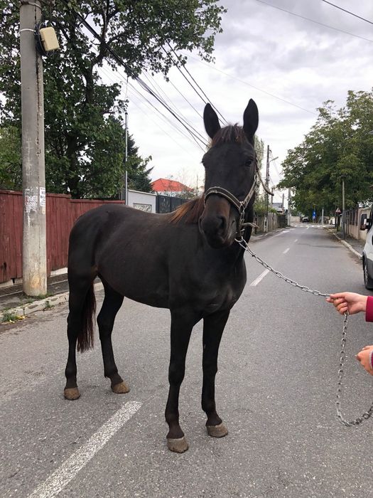 Iapa metis de frizian