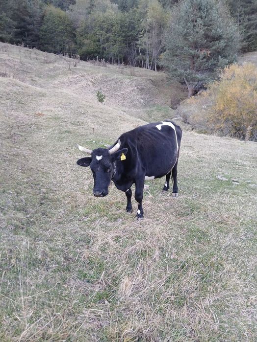 Продавам крави..