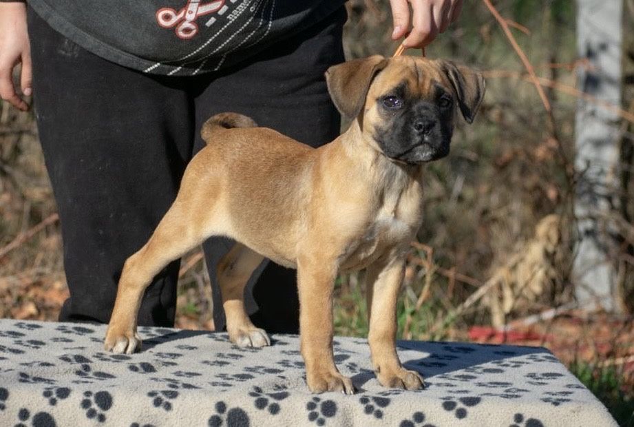 Cane Corso 4 Luni  femelă