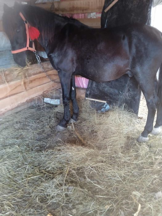 Armasar de 7 ani de vanzare