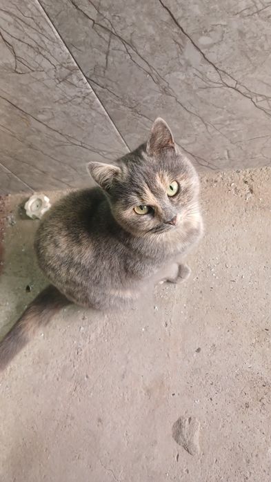 Skotish fold mushuk sotladi srochna