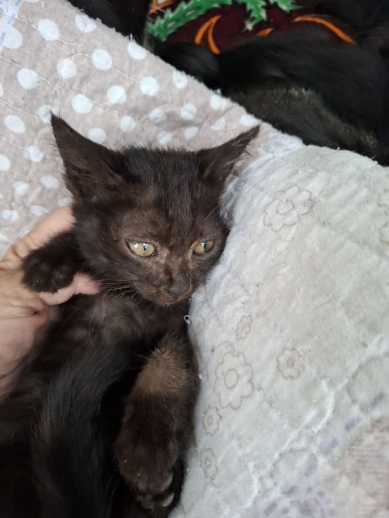 Отдаю Котят в Добрые руки