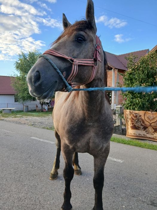 Vand sau schimb manza