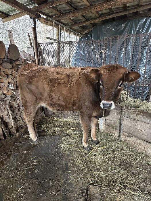 Vand vaca depusa sa fete in ianuarue plus cu  vița de 7 luni