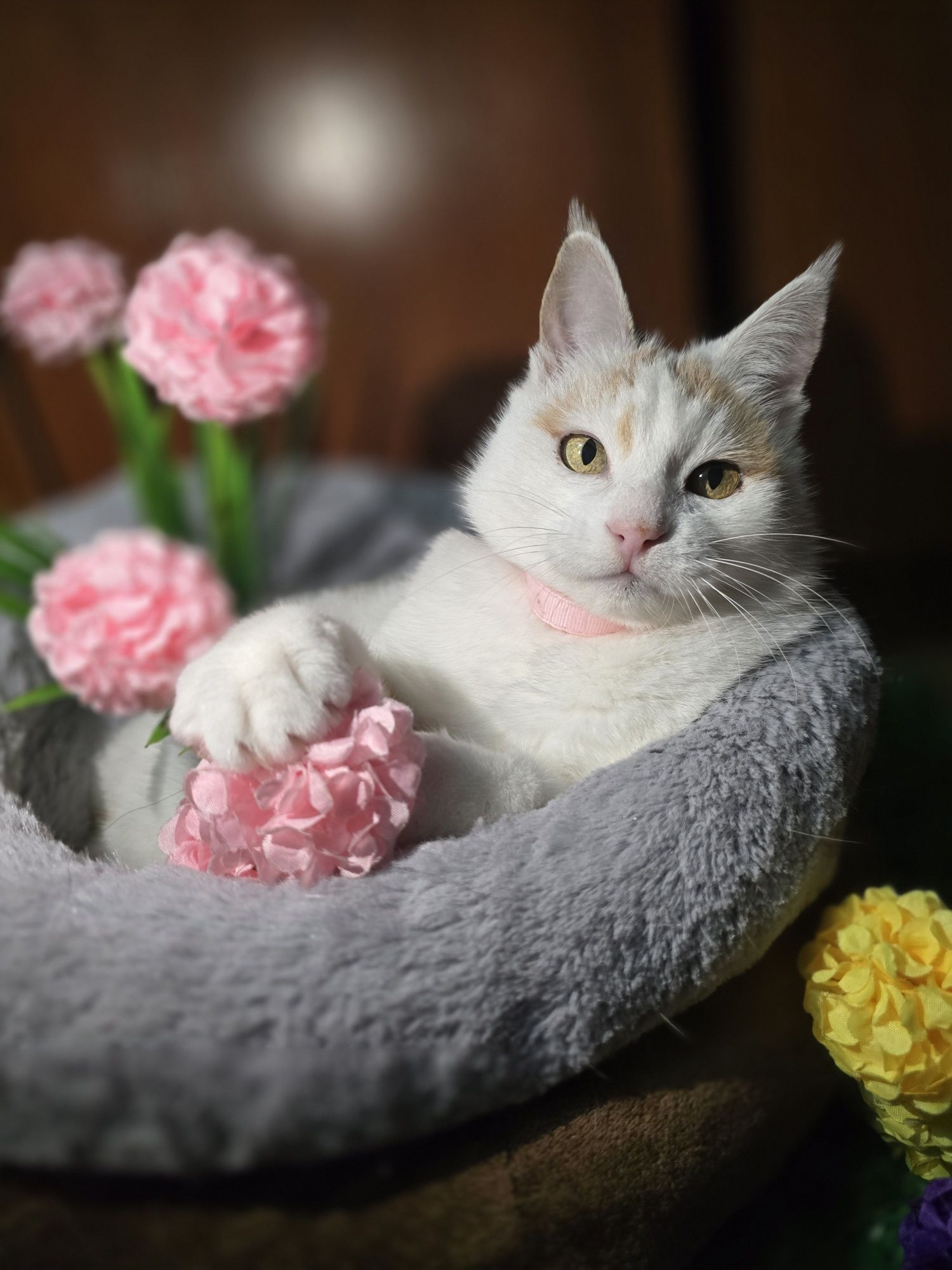 Снежана с прививкой