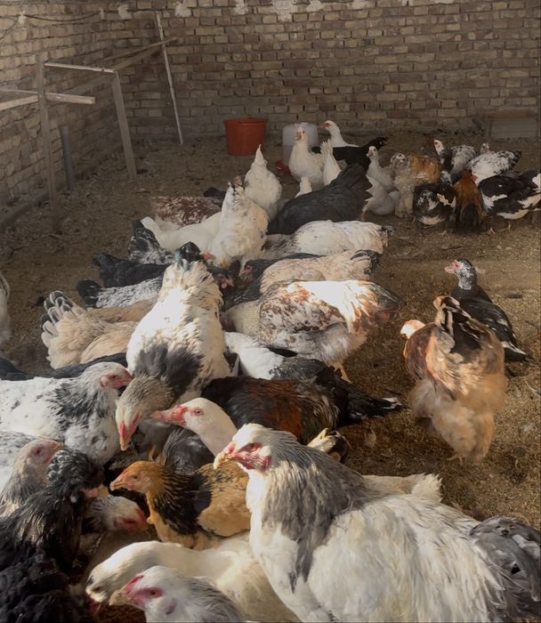 Товуклар сотилади