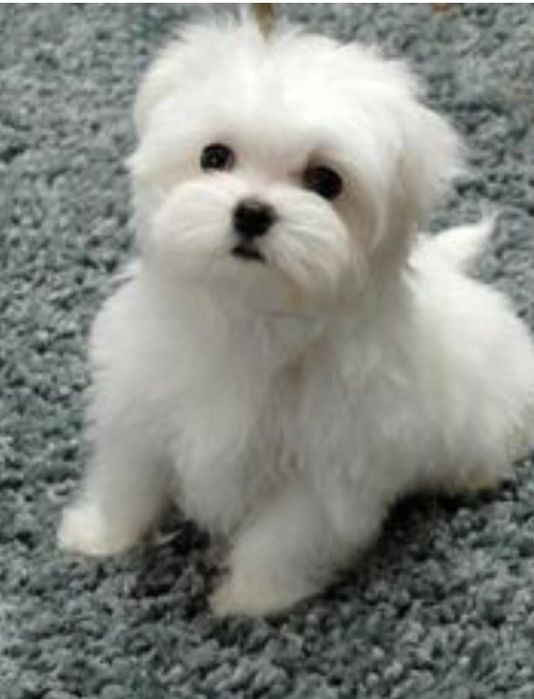 Bichon Maltez  Băiat